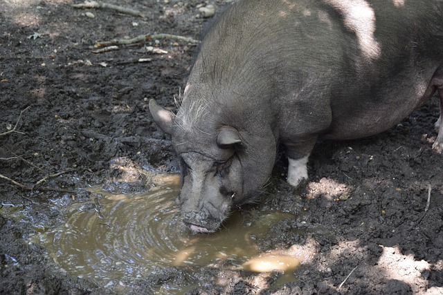际的胜场 际的胜场