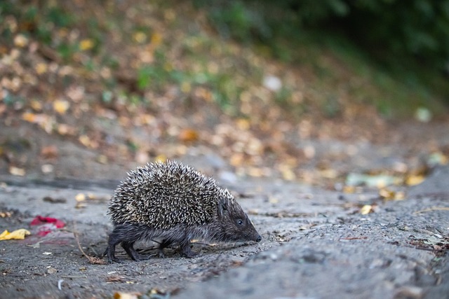 毅力的球员 毅力的球员