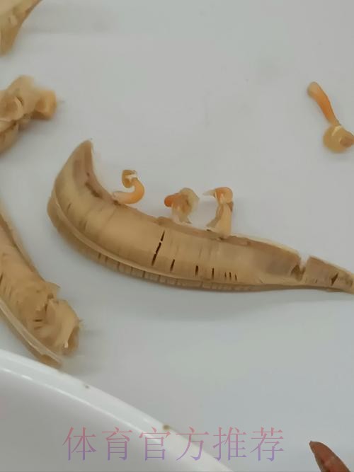 贝尔发文炮轰马卡报:我们都知道谁才是真正的寄生虫 贝尔发文炮轰马卡报:我们都知道谁才是真正的寄生虫